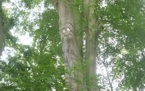 Rotbuche in Hemer zwischen Brockhausen und Bäingsen