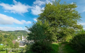 Gemeine Hainbuche in Lüdenscheid nördl. Brüninghausen-Vusmecke
