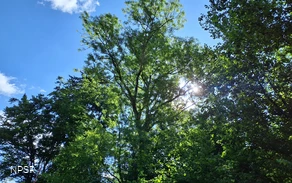 Esche in Sundern-Brenschede