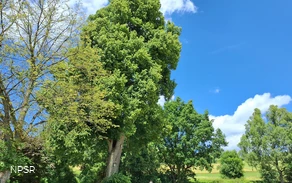 Winterlinde in Winterberg-Züschen
