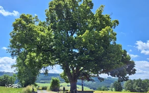 Winterlinde in Schmallenberg-Grafschaft