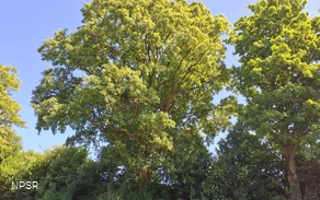 Berg-Ahorn in Schmallenberg-Grafschaft