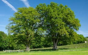 Stieleiche Bestwig-Heringhausen