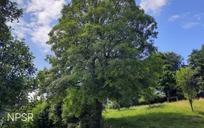 Bergahorn am Hof Kolwe