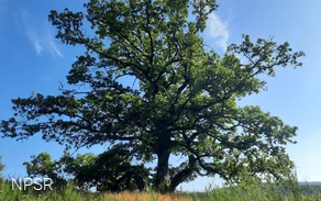Naturdenkmal in Wingeshausen