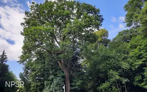 Grenzbaum mit Geschichte - die Kronprinzeneiche