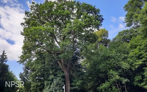 Grenzbaum mit Geschichte - die Kronprinzeneiche