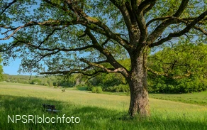 Eiche am Golfplatz im Berghäuser Tal
