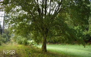 Hainbuche im Langenbachtal
