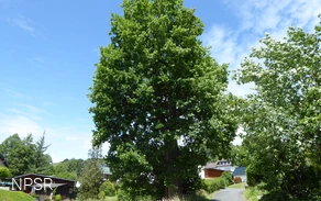 Die Backeseiche in Oberheuslingen