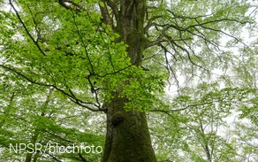 Auf der Ruine Borghausen wächst diese dicke Rotbuche.