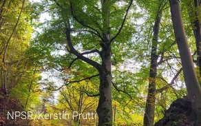 Wie dick der Stamm ist lässt sich auf dem Bild nur erahnen.