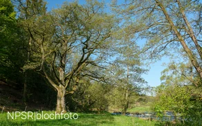 Schwarzerle in der Ederaue