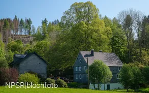 Weithin sichtbar - die Linde am Forsthaus Hülshof