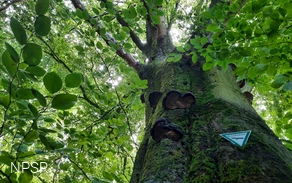 Rotbuche an der Leimbachquelle