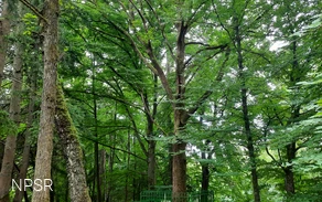 Friedrich-Vorlaender-Eiche in Allenbach