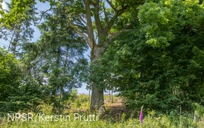 Diese Eiche steht oberhalb von Heggen und ist einer der ältesten Bäume in dem angrenzenden Wäldchen.