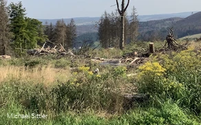 Abgeholzte Fläche Abgeholzte Fläche