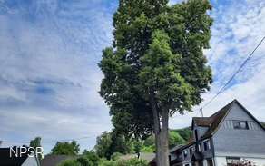 Mächtige Linde auf einem Privatgrundstück.