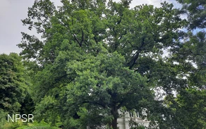 Naturdenkmal auf einem Privatgrundstück in Hilchenbach