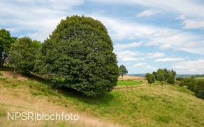 Bergahorn im Erndtebrücker Ortsteil Balde