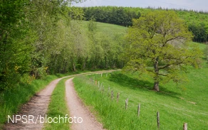 Nahe der SGV-Hütte Helden kommen Wanderer an unserem Generationenbaum vorbei.