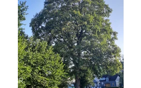 Bergahorn am Hof Kolwe