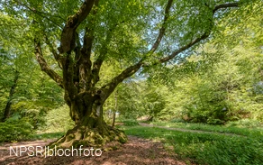 Eine imposante Erscheinung - die Dicke Buche in Krombach