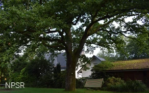 Auf  einem Privatgrundstück in Littfeld steht dieses Naturdenkmal.