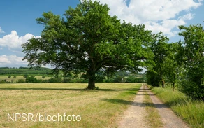 Nicht so hoch, dafür eine breite Krone - dieser Baum wurde in früheren Zeiten vielleicht beschnitten