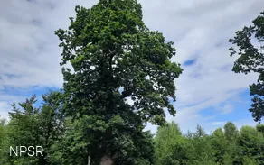 Grenzbaum dreier Gemarkungen - die Herzhäuser Eiche