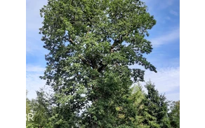 Grenzbaum dreier Gemarkungen - die Herzhäuser Eiche
