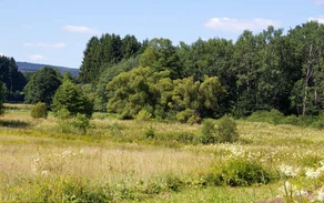 38_H_Grossmicke-Haupt A.Klein.jpg