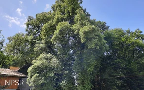 Linde an Aßlers Mühle in Holzhausen