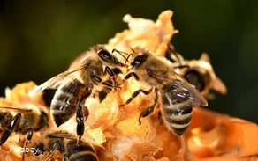 LWL Angebotskatalog Bienen