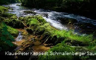 Die Wenne am Wennepfad in Wenholthausen