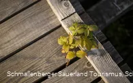 Barrierefreier Teil des Kyrill-Pfad in Schmallenberg - Schanze