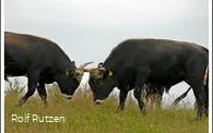 Heckrinder, die Könige des Stillekings