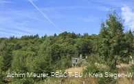 Wisent-Wildnis