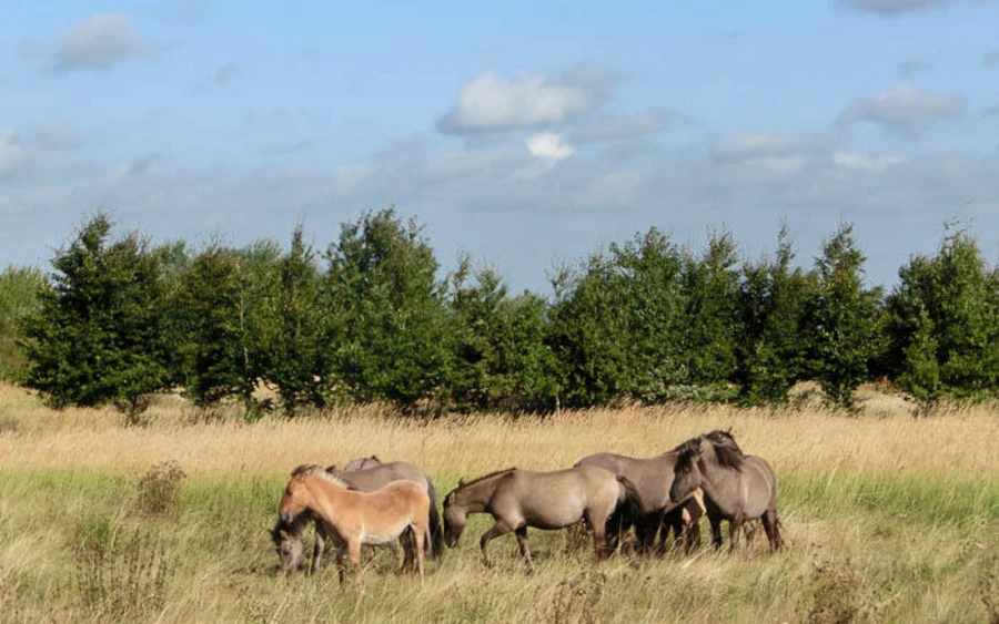 07_H_Kleiberg-Haupt Matthias Scharf.jpg