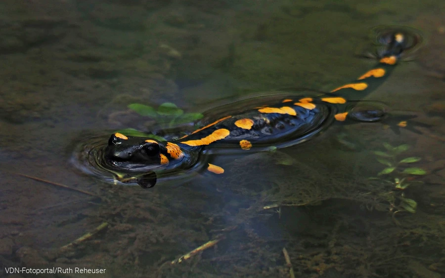 Feuersalamander schwimmend