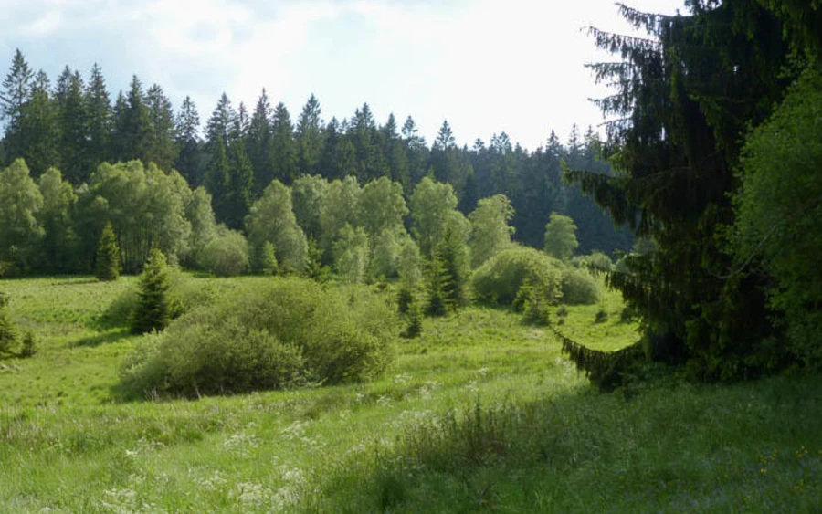 42_H_Elberndorf-Zwischenmoor_Ralf Kubosch.jpg