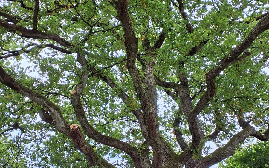 Die als Naturdenkmal ausgewiesene Krause Eiche bietet einen imposanten Anblick.