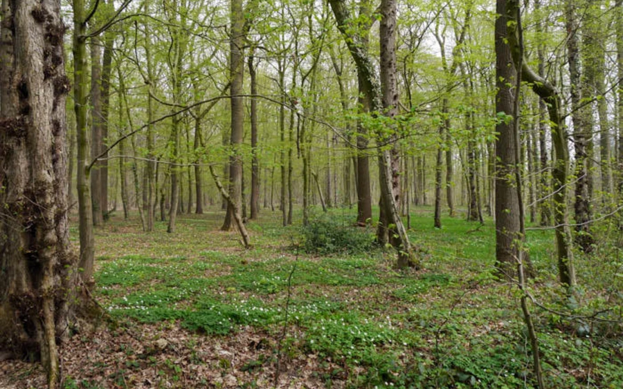 04_H_Waelder-um-Welver_Haupt Luise Hauswirth.jpg