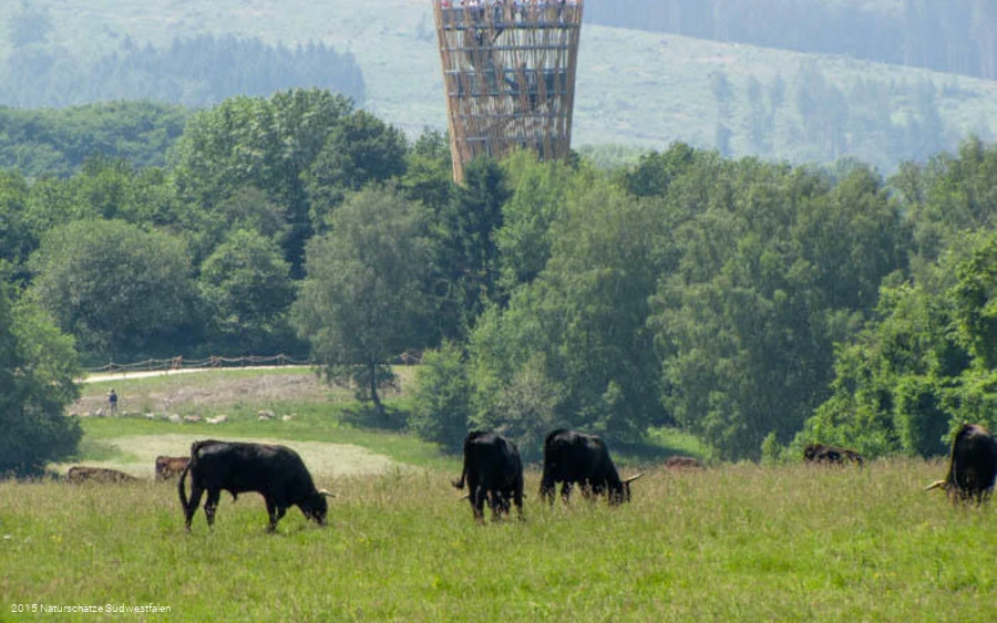 Rinder auf einer Wiese