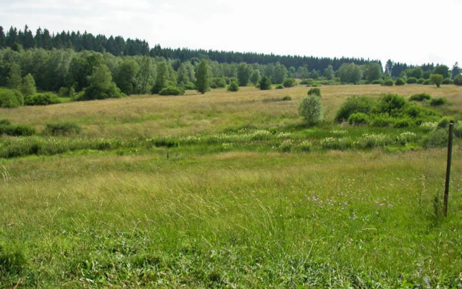 43_H_Ginsberger_Heide_Haupt Ursula Siebel.jpg