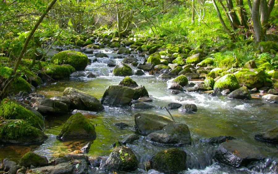 50_H_Weierbach_Haupt Usula Siebel.jpg