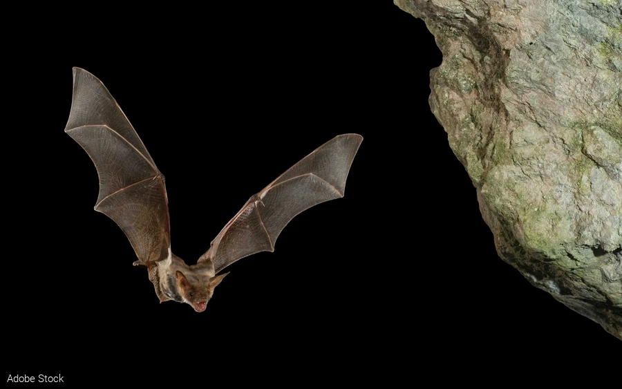 Großes Mausohr im Flug