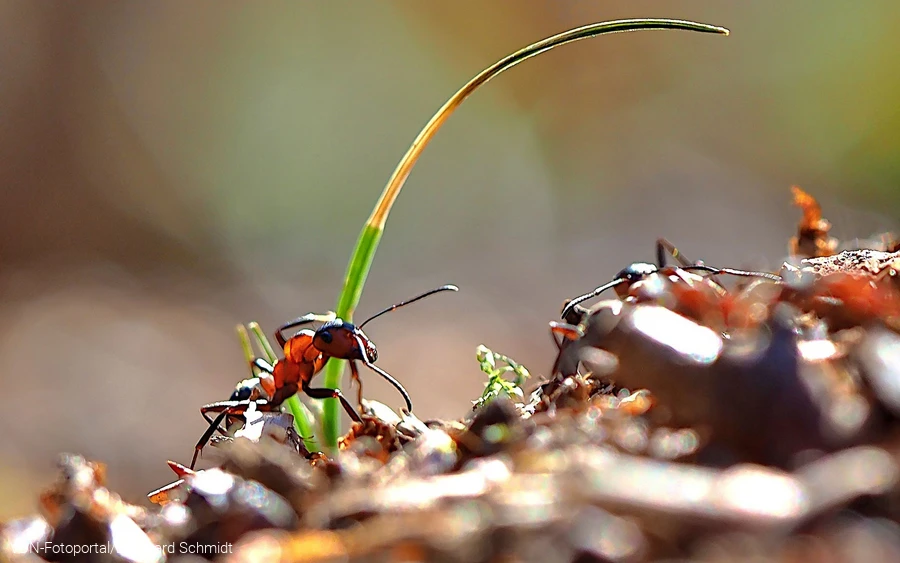 Rote Waldameise