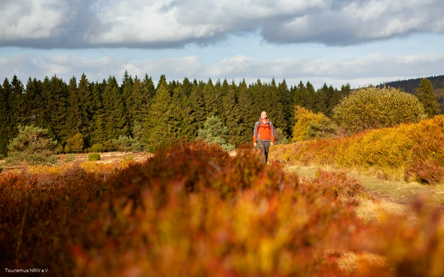 Mann wandert durch Heide
